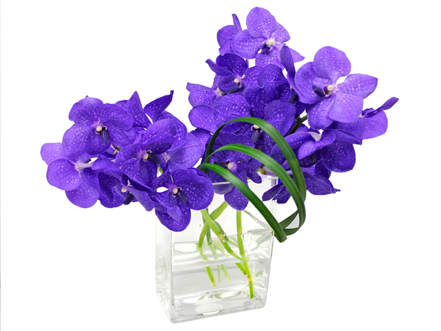 Florist Flower in Vase - Vanda Florist Vase Decor M1 - L3135618 Photo